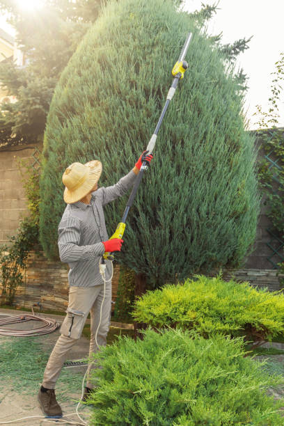 Best Tree Removal Services  in Durham, OR